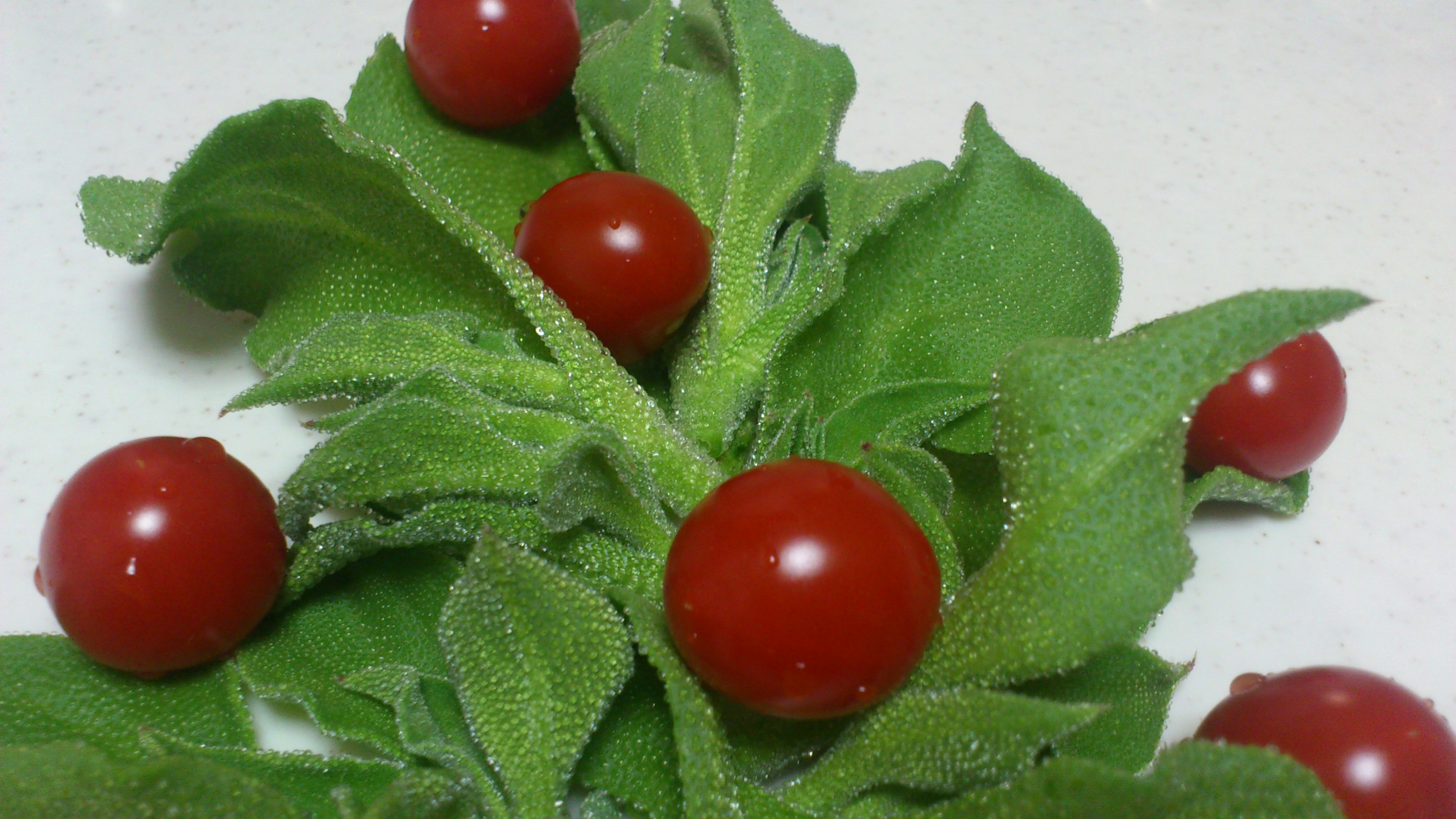 【塩味がする野菜を見つけました!!!】